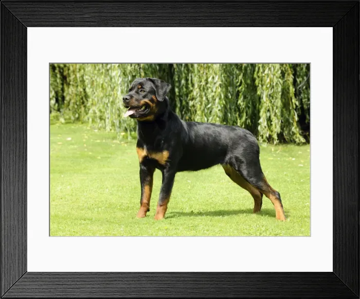 Framed Print : Dog - Rottweiler standing on grass Framed Print : Dog - Rottweiler standing on grass