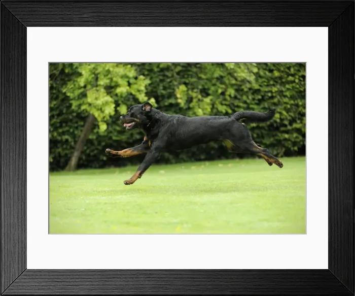 Framed Print : Dog - Rottweiler running