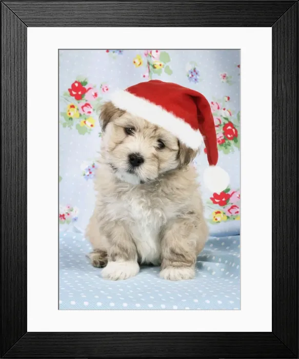 Framed Print : Dog. - 7 weeks old Lhasa Apso cross Shih Tzu wearing Christmas hat. Digital Manipulation: JD hat Framed Print : Dog. - 7 weeks old Lhasa Apso cross Shih Tzu wearing Christmas hat. Digital Manipulation: JD hat
