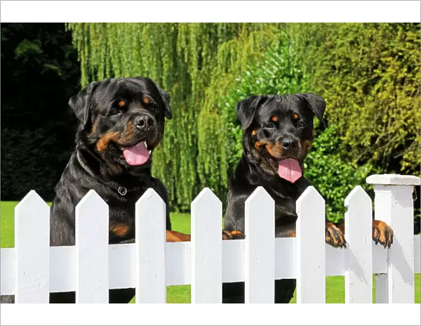 Dog - Rottweilers looking over fence