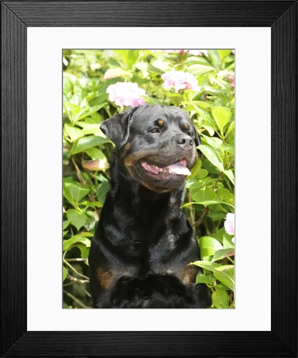 Framed Print : Dog - Rottweiler in front of pink flowers Framed Print : Dog - Rottweiler in front of pink flowers