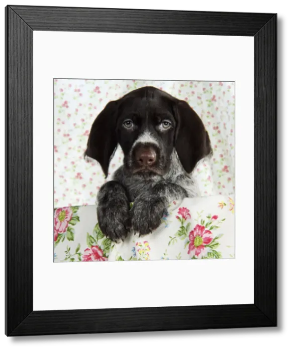 Framed Print : Dog. German Wire-Haired Pointer puppy (8 weeks old) Framed Print : Dog. German Wire-Haired Pointer puppy (8 weeks old)