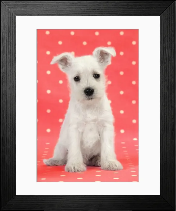 Framed Print : Dog. Miniature Schnauzer puppy on red background Digital Manipulation: background colour Framed Print : Dog. Miniature Schnauzer puppy on red background Digital Manipulation: background colour