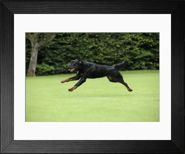 Framed Print : Dog - Rottweiler running Framed Print : Dog - Rottweiler running