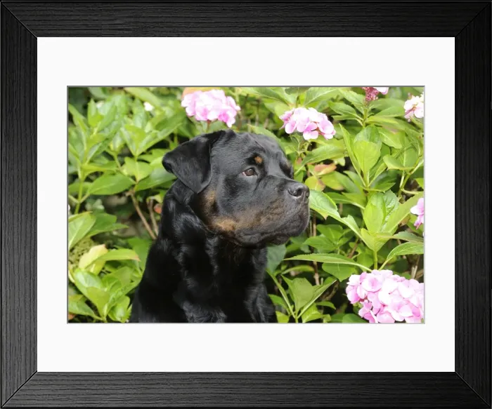 Framed Print : Dog - Rottweiler in front of pink flowers Framed Print : Dog - Rottweiler in front of pink flowers