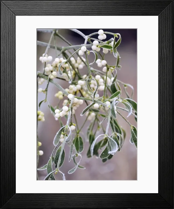Framed Print : Mistletoe, with frost Framed Print : Mistletoe, with frost