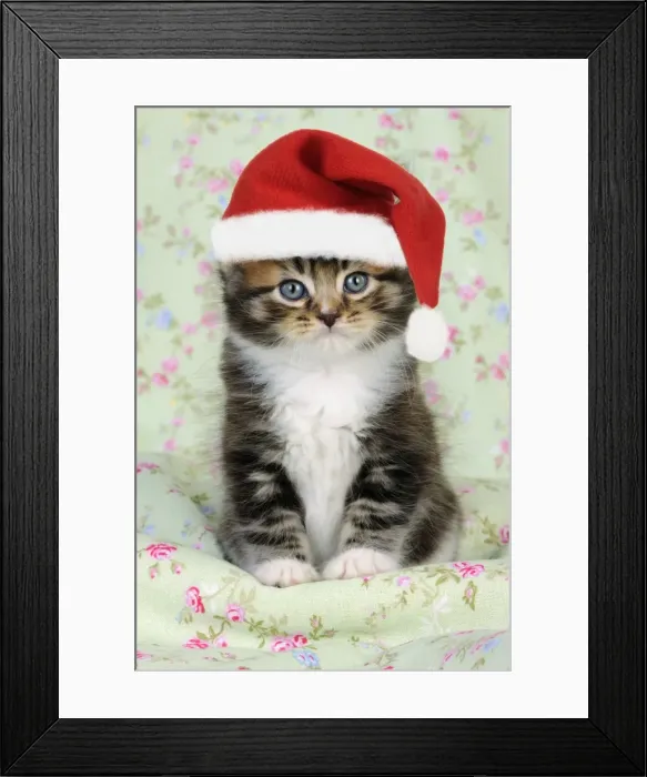 Framed Print : Cat. Kitten (7 weeks old) wearing Christmas hat Digital Manipulation: JD hat Framed Print : Cat. Kitten (7 weeks old) wearing Christmas hat Digital Manipulation: JD hat