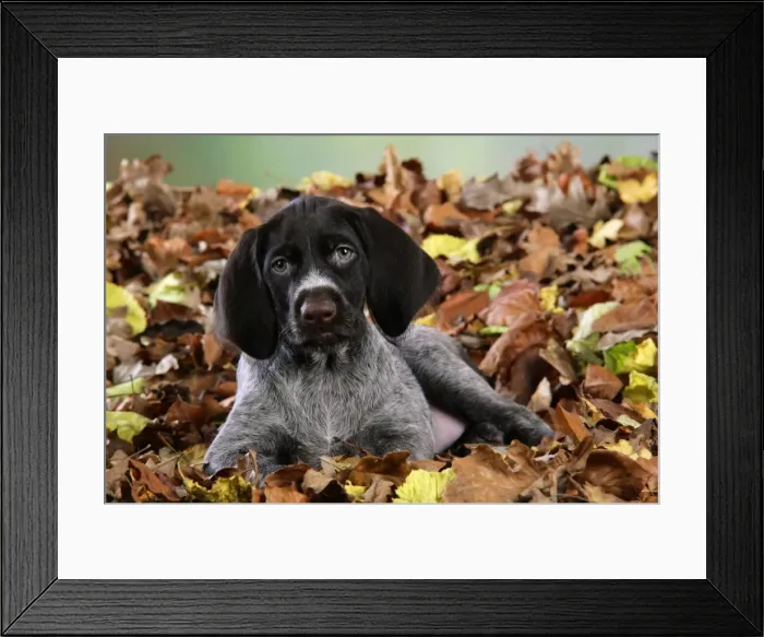Framed Print : German Wire-Haired Pointer Dog - puppy (8 weeks old) sitting in leaves Framed Print : German Wire-Haired Pointer Dog - puppy (8 weeks old) sitting in leaves