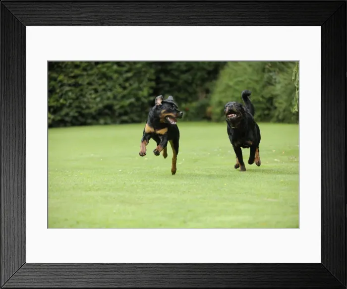 Framed Print : Dog - Rottweilers running Framed Print : Dog - Rottweilers running