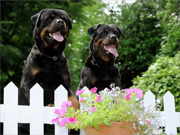 Dog - Rottweilers looking over fence
