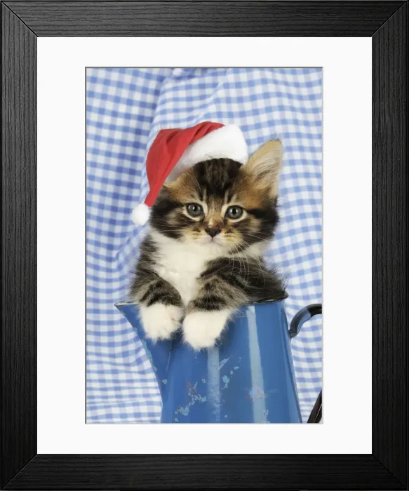 Framed Print : Cat. Kitten in jug Digital Manipulation: Hat (JD). Changed chipped colour on jug