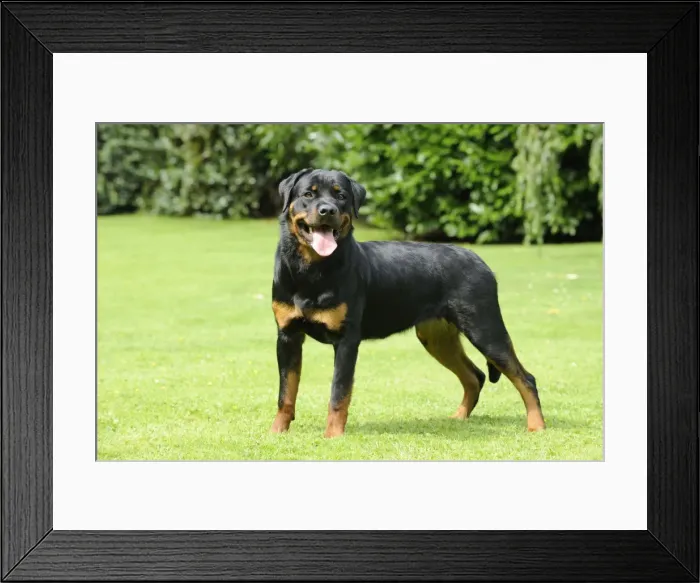 Framed Print : Dog - Rottweiler standing on grass Framed Print : Dog - Rottweiler standing on grass