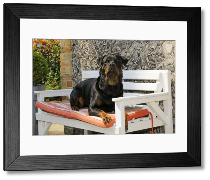 Framed Print : Dog - Rottweiler sitting on bench Framed Print : Dog - Rottweiler sitting on bench