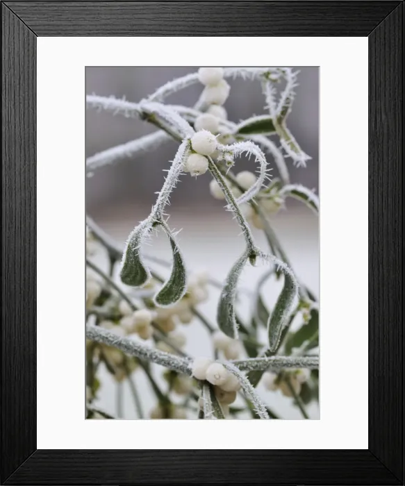 Framed Print : Mistletoe - with frost Framed Print : Mistletoe - with frost