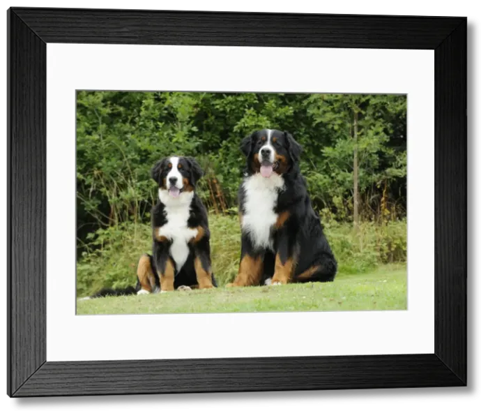 Framed Print : Bernese Mountain Dogs - sitting on grass