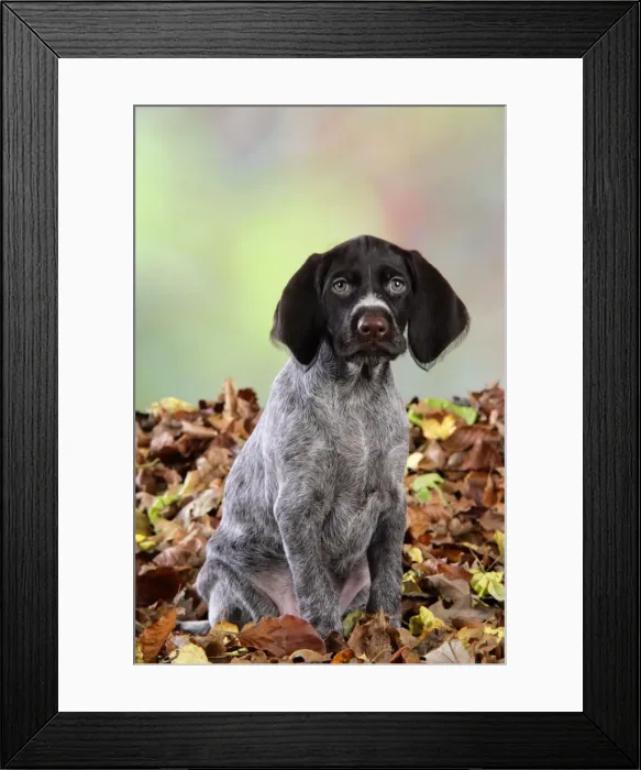 Framed Print : German Wire-Haired Pointer Dog - puppy (8 weeks old) sitting in leaves Framed Print : German Wire-Haired Pointer Dog - puppy (8 weeks old) sitting in leaves