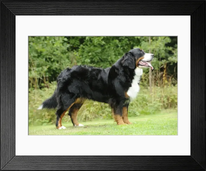 Framed Print : Bernese Mountain Dog - on grass Framed Print : Bernese Mountain Dog - on grass