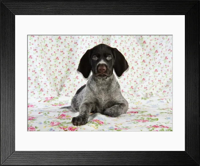 Framed Print : German Wire-Haired Pointer Dog - puppy (8 weeks old) Framed Print : German Wire-Haired Pointer Dog - puppy (8 weeks old)