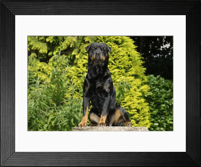 Framed Print : Dog - Rottweiler sitting on tree stump Framed Print : Dog - Rottweiler sitting on tree stump