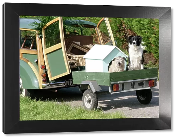 Dogs - in dog house on trailer behind Morris Minor Traveller 1969 during house move. Digital Manipulation: changed trailer bare wood to green
