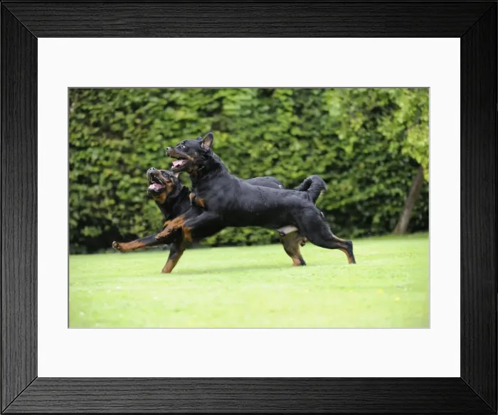 Framed Print : Dog - Rottweilers running Framed Print : Dog - Rottweilers running