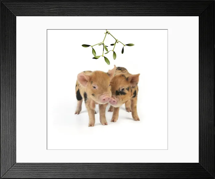 Framed Print : Piglets. 1 week old Kune Kune piglets under Mistletoe. Digital Manipulation: USH Mistletoe Framed Print : Piglets. 1 week old Kune Kune piglets under Mistletoe. Digital Manipulation: USH Mistletoe