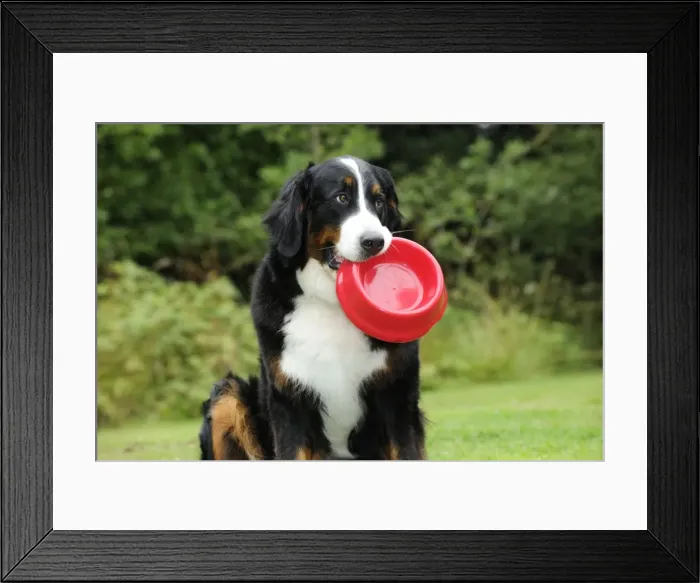 Framed Print : Bernese Mountain Dog - holding dog bowl Framed Print : Bernese Mountain Dog - holding dog bowl