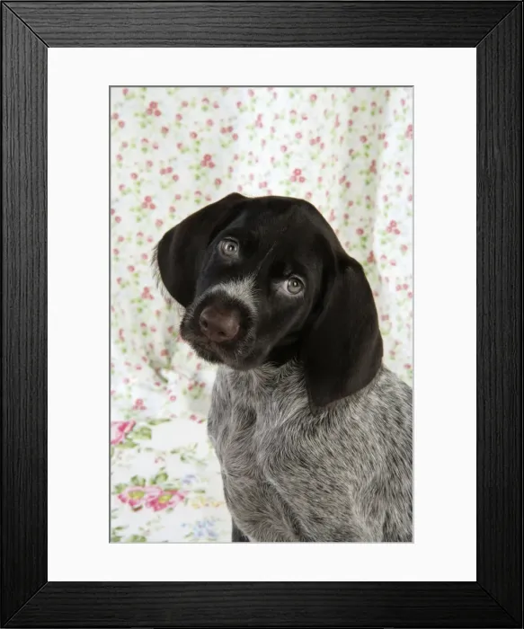 Framed Print : Dog. German Wire-Haired Pointer puppy (8 weeks old) Framed Print : Dog. German Wire-Haired Pointer puppy (8 weeks old)