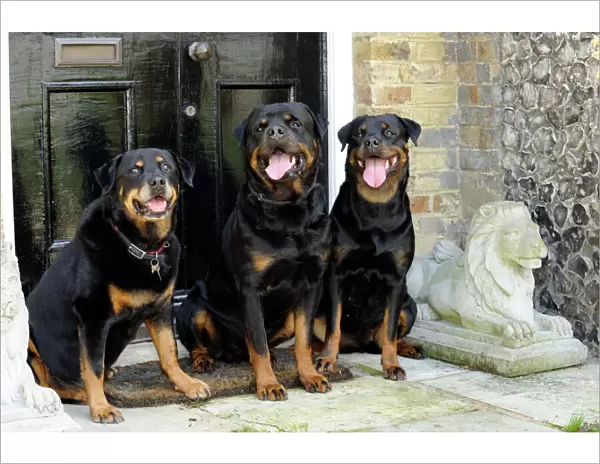 Dog - Rottweilers sitting by door
