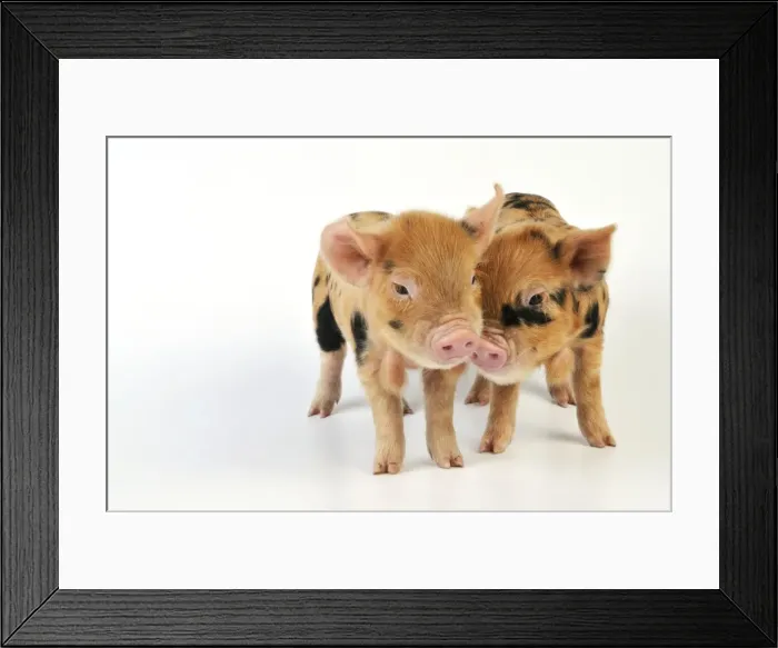 Framed Print : Piglets. 1 week old Kune Kune piglets Framed Print : Piglets. 1 week old Kune Kune piglets
