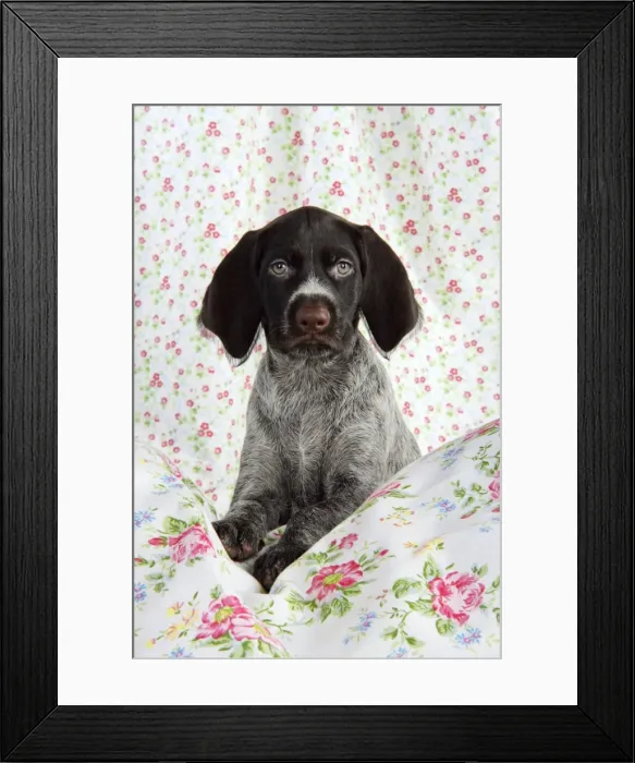 Framed Print : German Wire-Haired PointerDog - puppy (8 weeks old) Framed Print : German Wire-Haired PointerDog - puppy (8 weeks old)