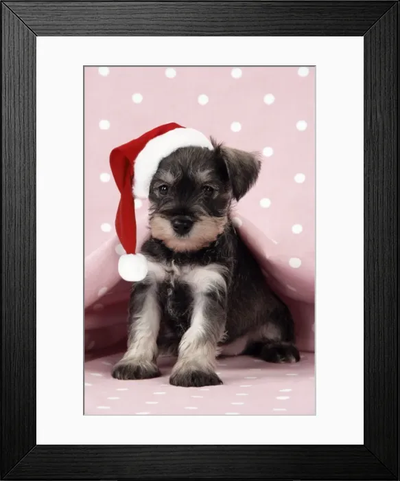 Framed Print : Dog. Miniature Schnauzer puppy (6 weeks old) on pink background Digital Manipulation: Hat (JD) Framed Print : Dog. Miniature Schnauzer puppy (6 weeks old) on pink background Digital Manipulation: Hat (JD)