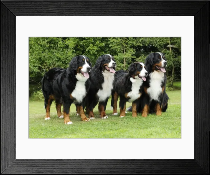 Framed Print : Bernese Mountain Dogs - standing on grass Framed Print : Bernese Mountain Dogs - standing on grass