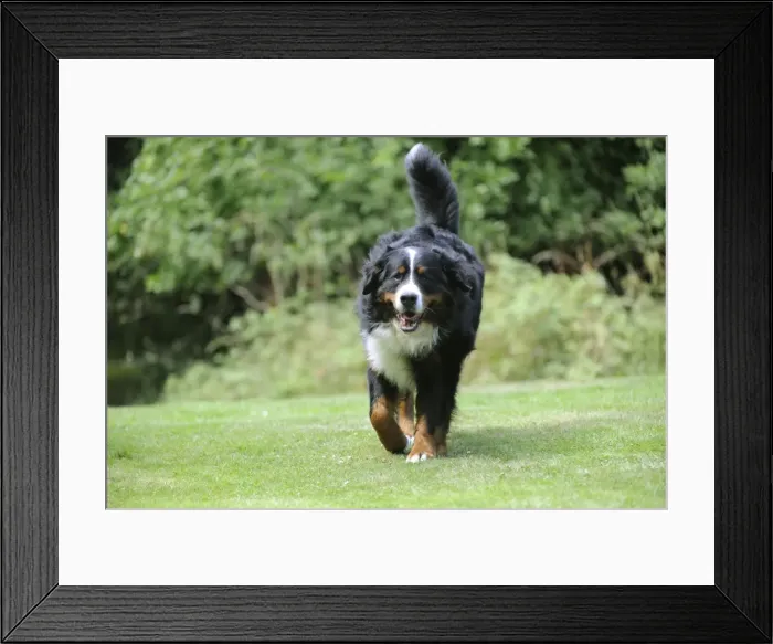 Framed Print : Bernese Mountain Dog - walking on grass Framed Print : Bernese Mountain Dog - walking on grass