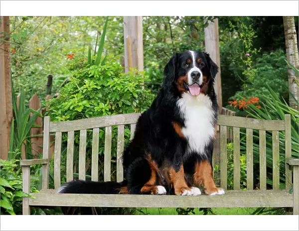 Bernese Mountain Dog - sitting on bench