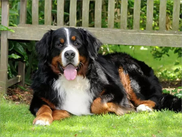 Bernese Mountain Dog - laying down on grass
