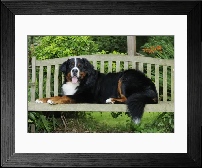 Framed Print : Bernese Mountain Dog - laying on bench Framed Print : Bernese Mountain Dog - laying on bench