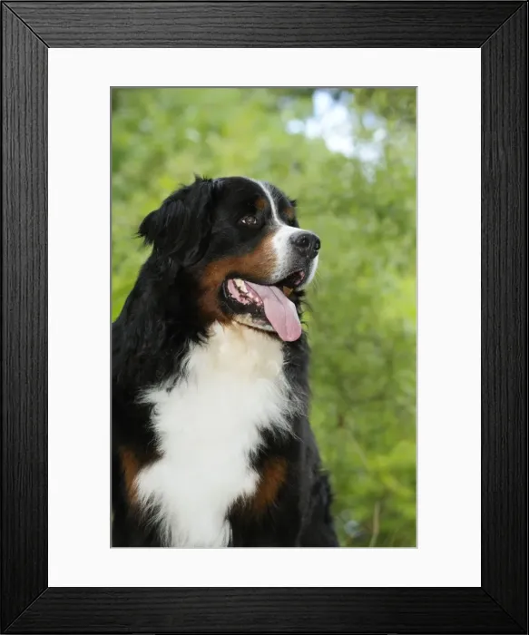 Framed Print : Bernese Mountain Dog Framed Print : Bernese Mountain Dog