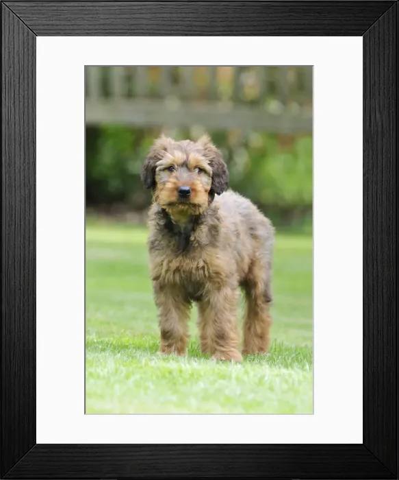 Framed Print : Briard Dog - puppy on grass Framed Print : Briard Dog - puppy on grass