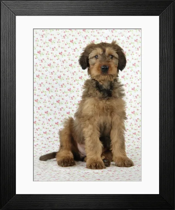 Framed Print : Briard Dog - puppy sitting with flower background Framed Print : Briard Dog - puppy sitting with flower background