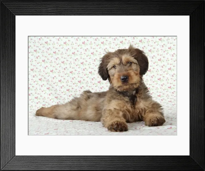 Framed Print : Briard Dog - puppy laying down with flower background Framed Print : Briard Dog - puppy laying down with flower background