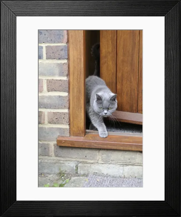 Framed Print : CAT. walking out of back door Framed Print : CAT. walking out of back door