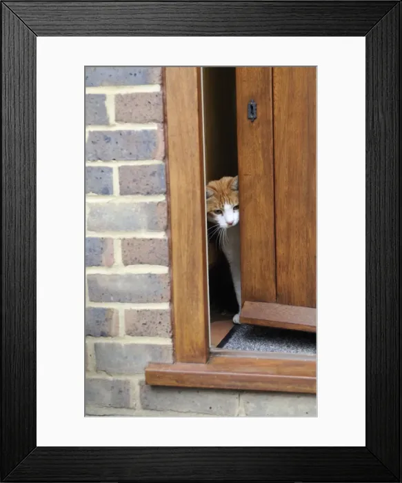 Framed Print : CAT. peering out of back door Framed Print : CAT. peering out of back door