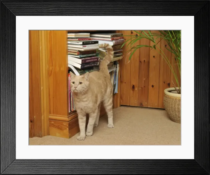 Framed Print : CAT. spraying urine, marking Framed Print : CAT. spraying urine, marking
