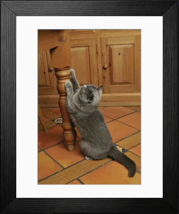 Framed Print : CAT. clawing furniture Framed Print : CAT. clawing furniture