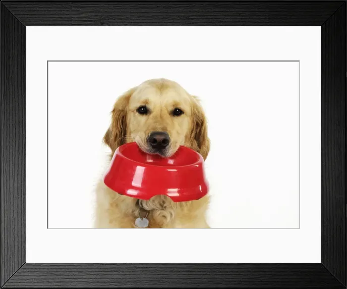 Framed Print : Dog. Golden Retriever holding a bowl Framed Print : Dog. Golden Retriever holding a bowl