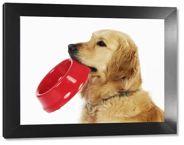 Golden Retriever Dog - holding a bowl