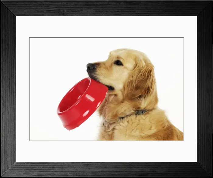 Framed Print : Golden Retriever Dog - holding a bowl Framed Print : Golden Retriever Dog - holding a bowl