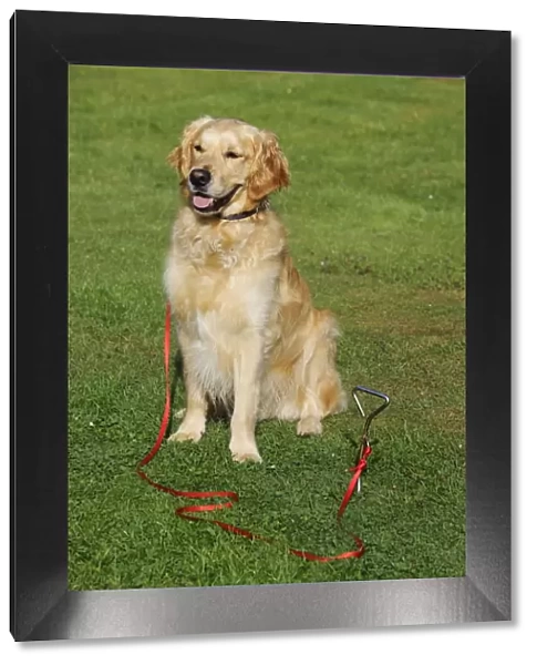 Golden Retriever Dog - sitting on grass tied to stake in ground
