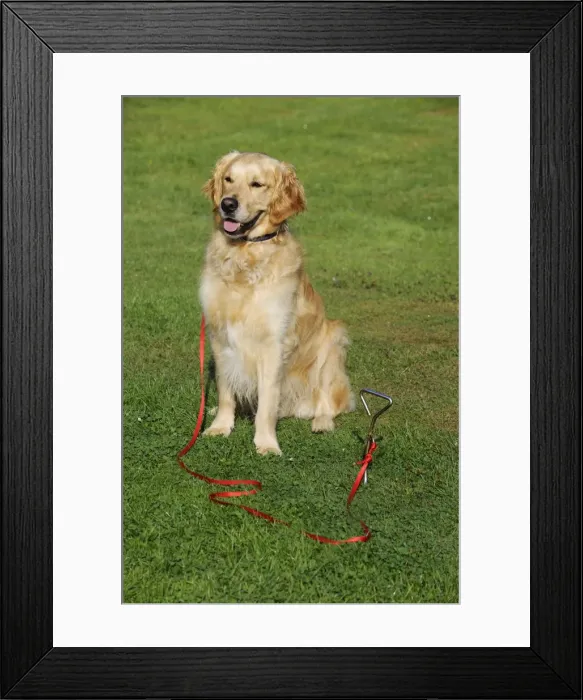 Framed Print : Golden Retriever Dog - sitting on grass tied to stake in ground Framed Print : Golden Retriever Dog - sitting on grass tied to stake in ground